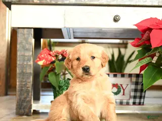 Golden Retriever dogs Rodger - Ad 29