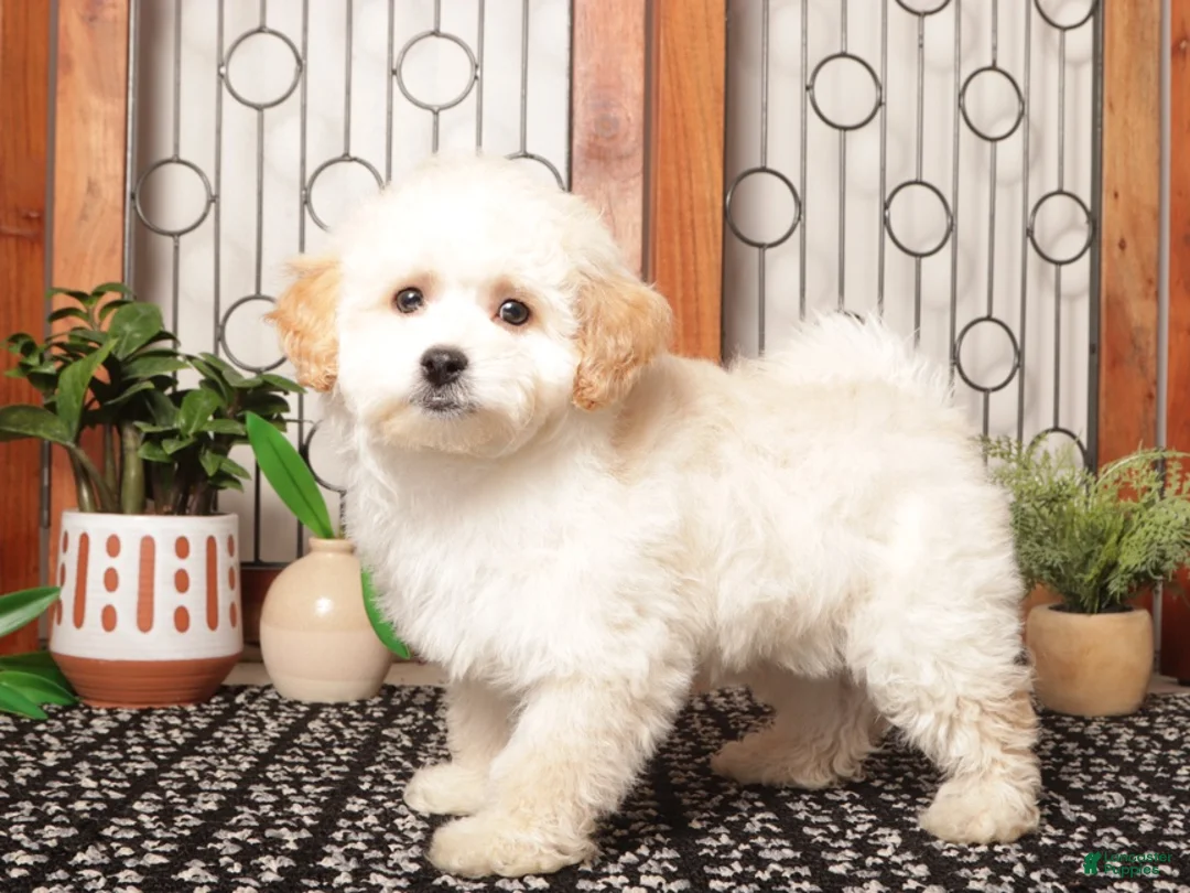 Maltipoo dogs for sale: Murphy Playful Maltipoo - Ad 1