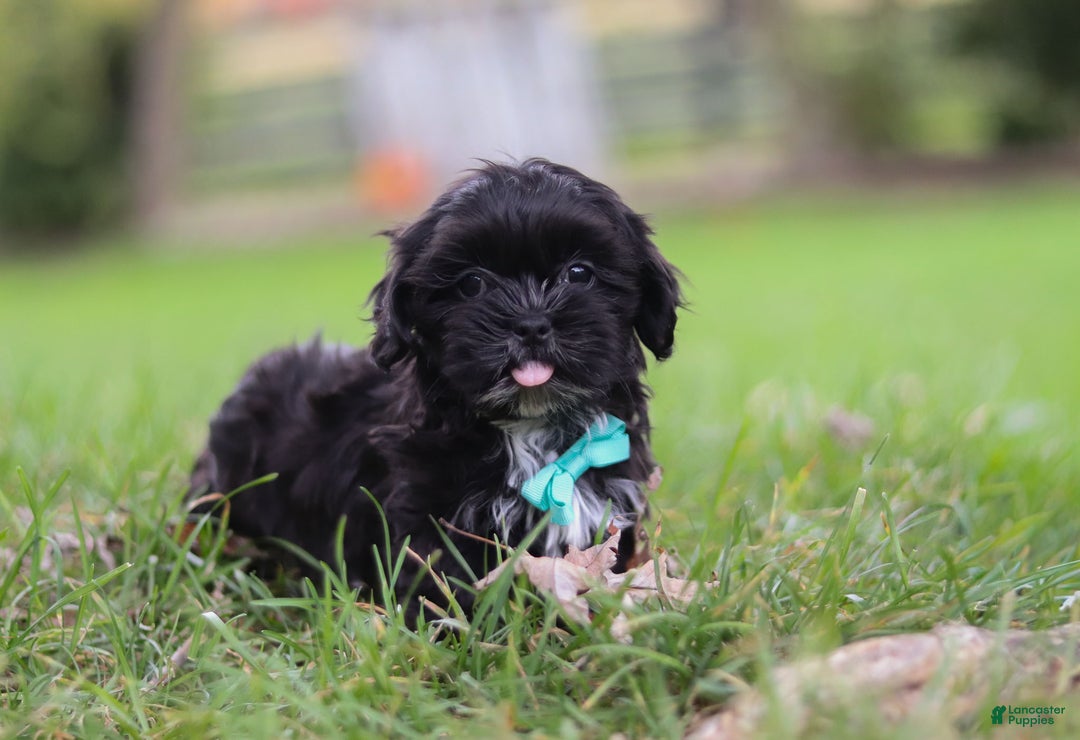 Shih Tzu dogs for sale: Charlie - Ad 6