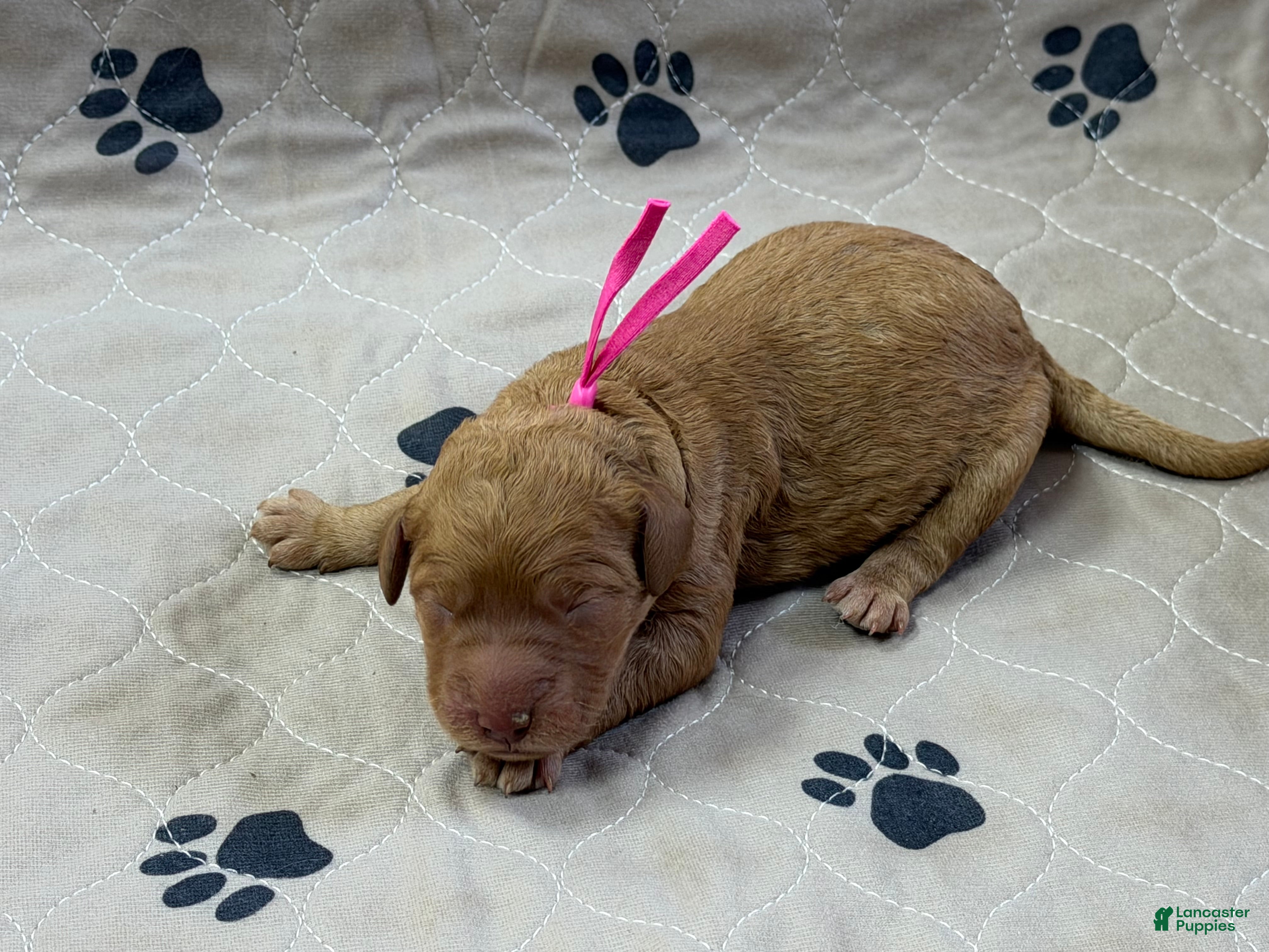 Goldendoodle dogs Pink - Goldendoodle Puppy 5 - Ad 1