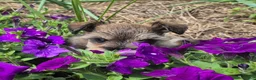 Miniature Schnauzer dogs for sale: Miniature Schnauzer 1 - Ad 6