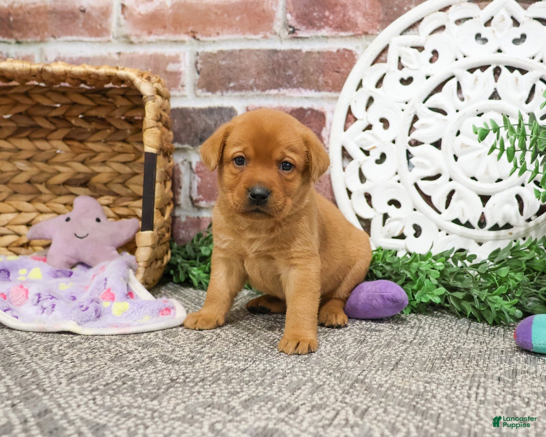 Labrador Retriever dogs for sale: Ember - Ad 1