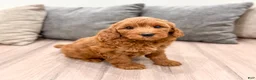 Mini Goldendoodle dogs for sale: Wally - Ad 3