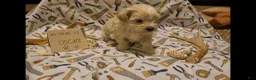 Maltipoo dogs for sale: Oscar - Ad 5