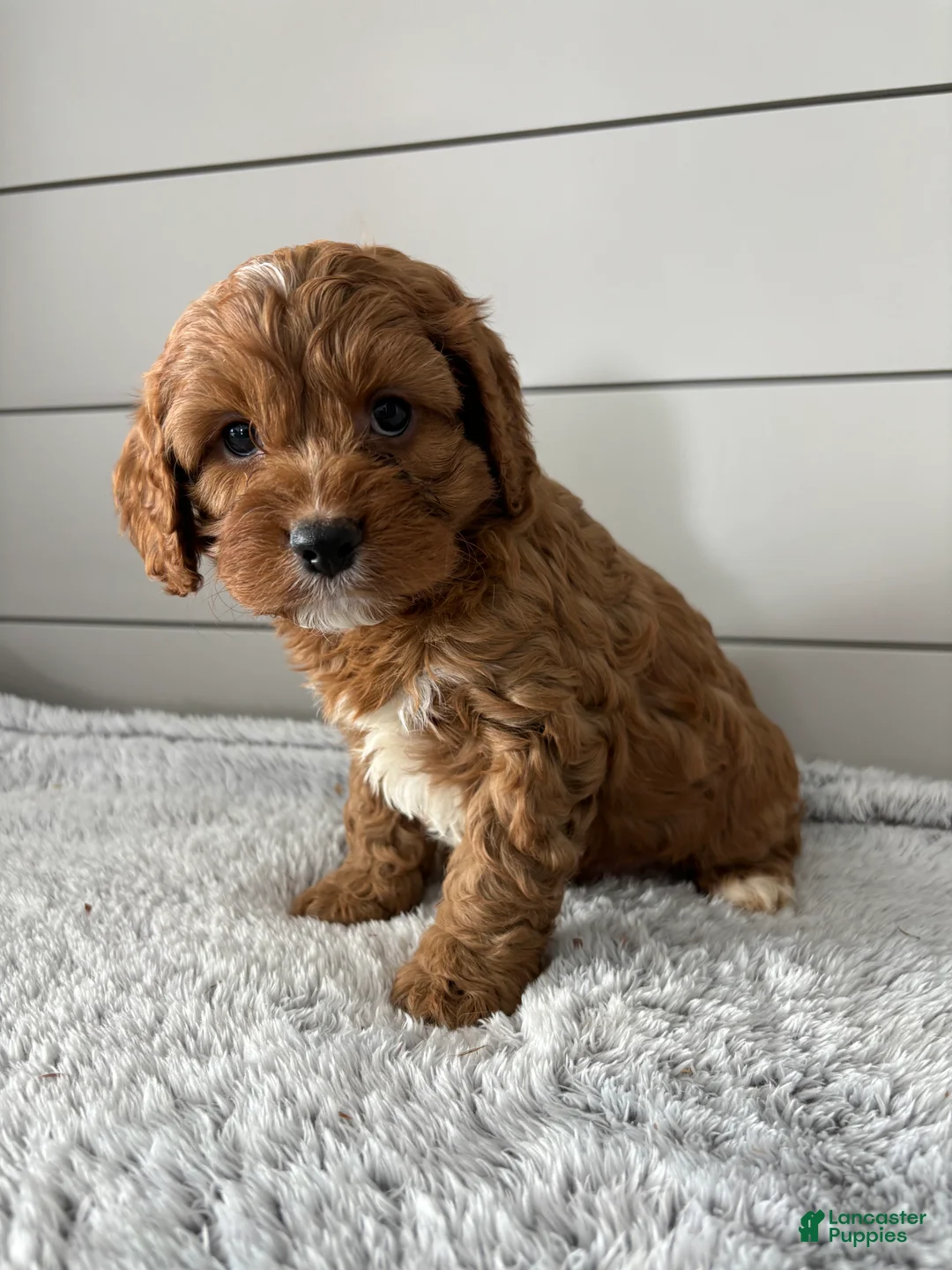 Cavapoo dogs for sale: Aspen - Ad 4