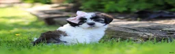 Shih Tzu dogs for sale: Arianna - Ad 3