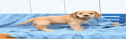 English Cocker Spaniel dogs for sale: Scooby - Ad 3
