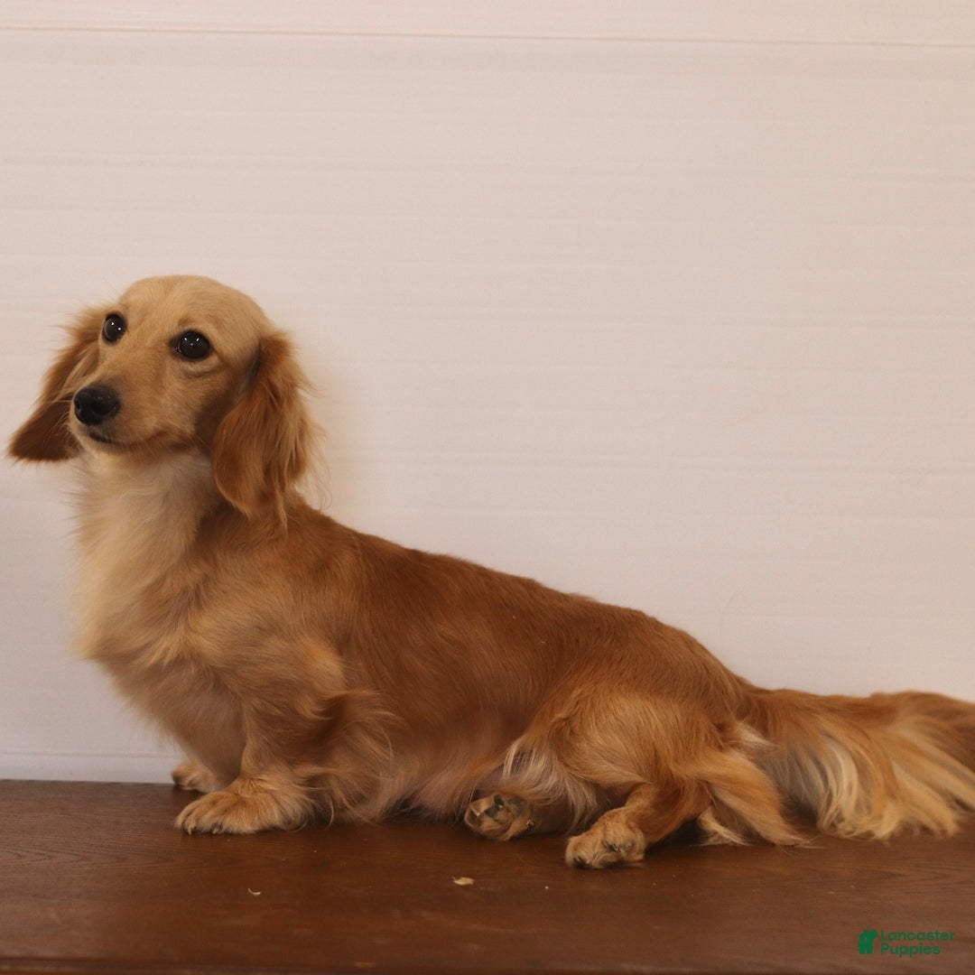 Miniature Dachshund dogs for sale: Preston - Ad 6