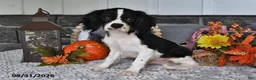 Cavalier King Charles Spaniel dogs for sale: Jaxon - Ad 3