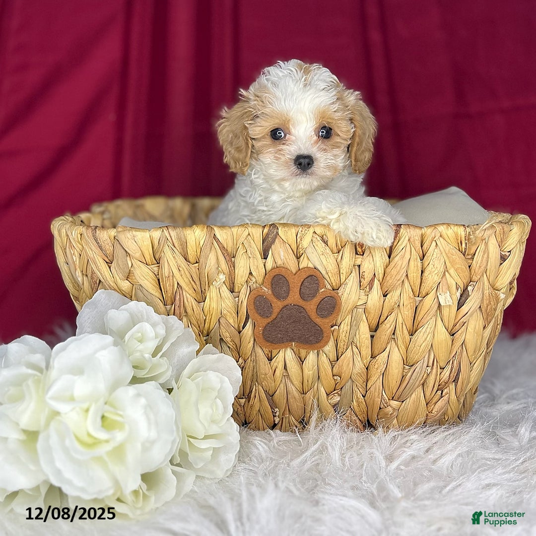 Cavapoochon dogs for sale: Spotty - Ad 3
