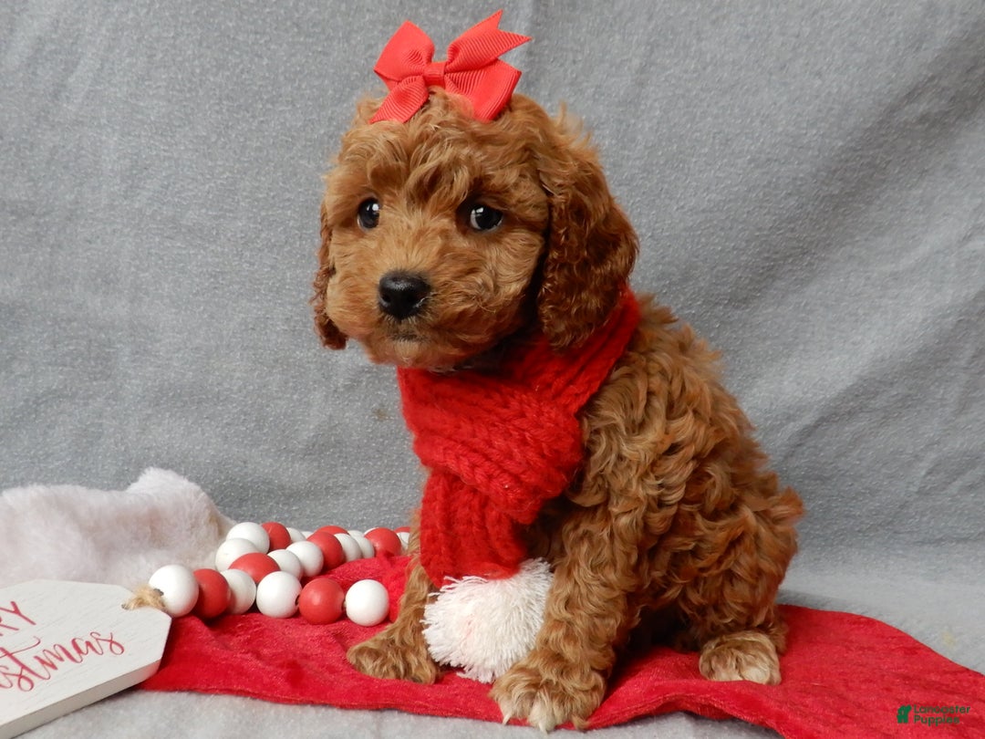 Cavapoo dogs for sale: Ginger - Ad 5