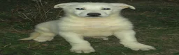 German Shepherd dogs for sale: Blanco - Ad 2