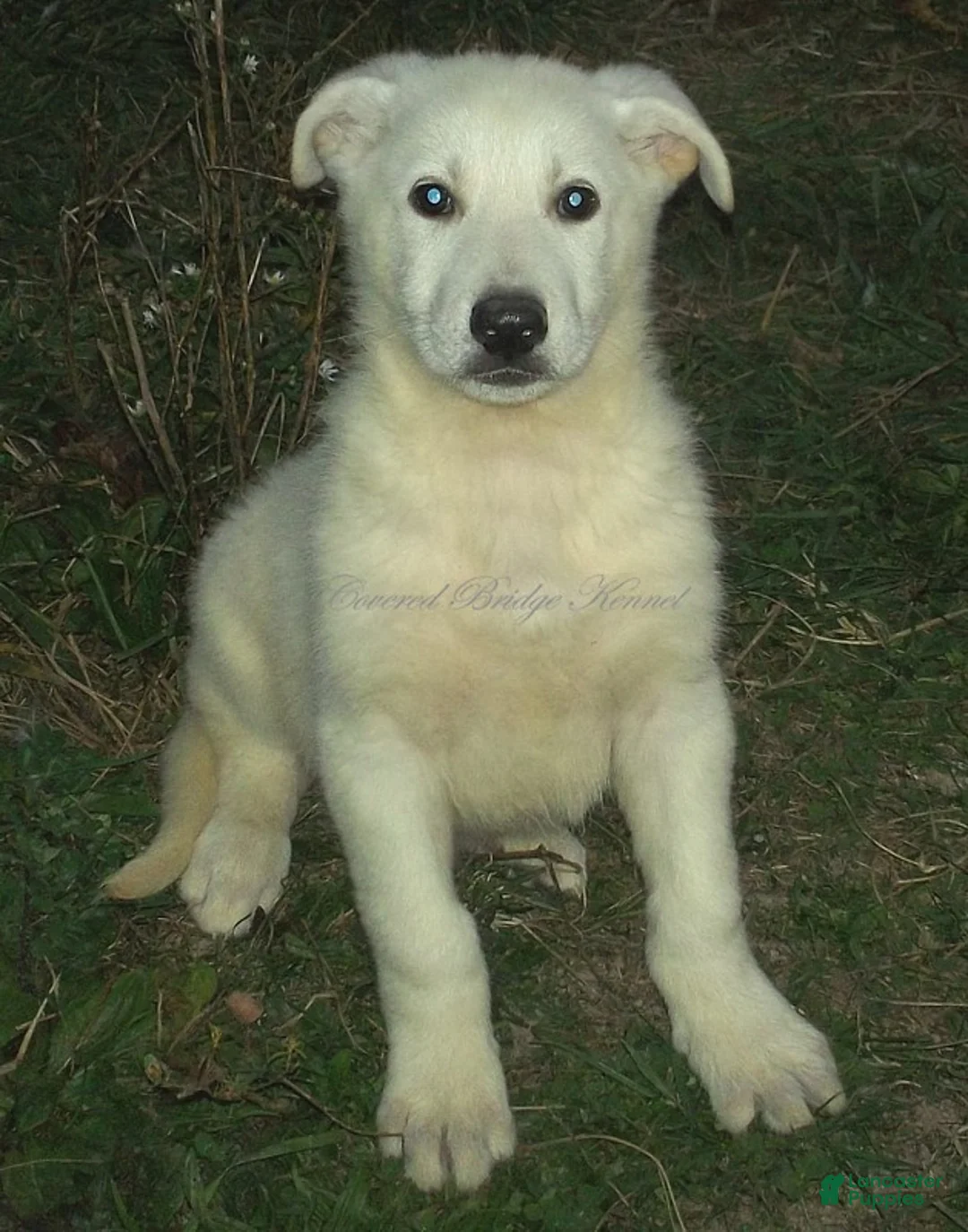 German Shepherd dogs for sale: Blanco - Ad 2