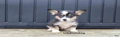 Wednesday
