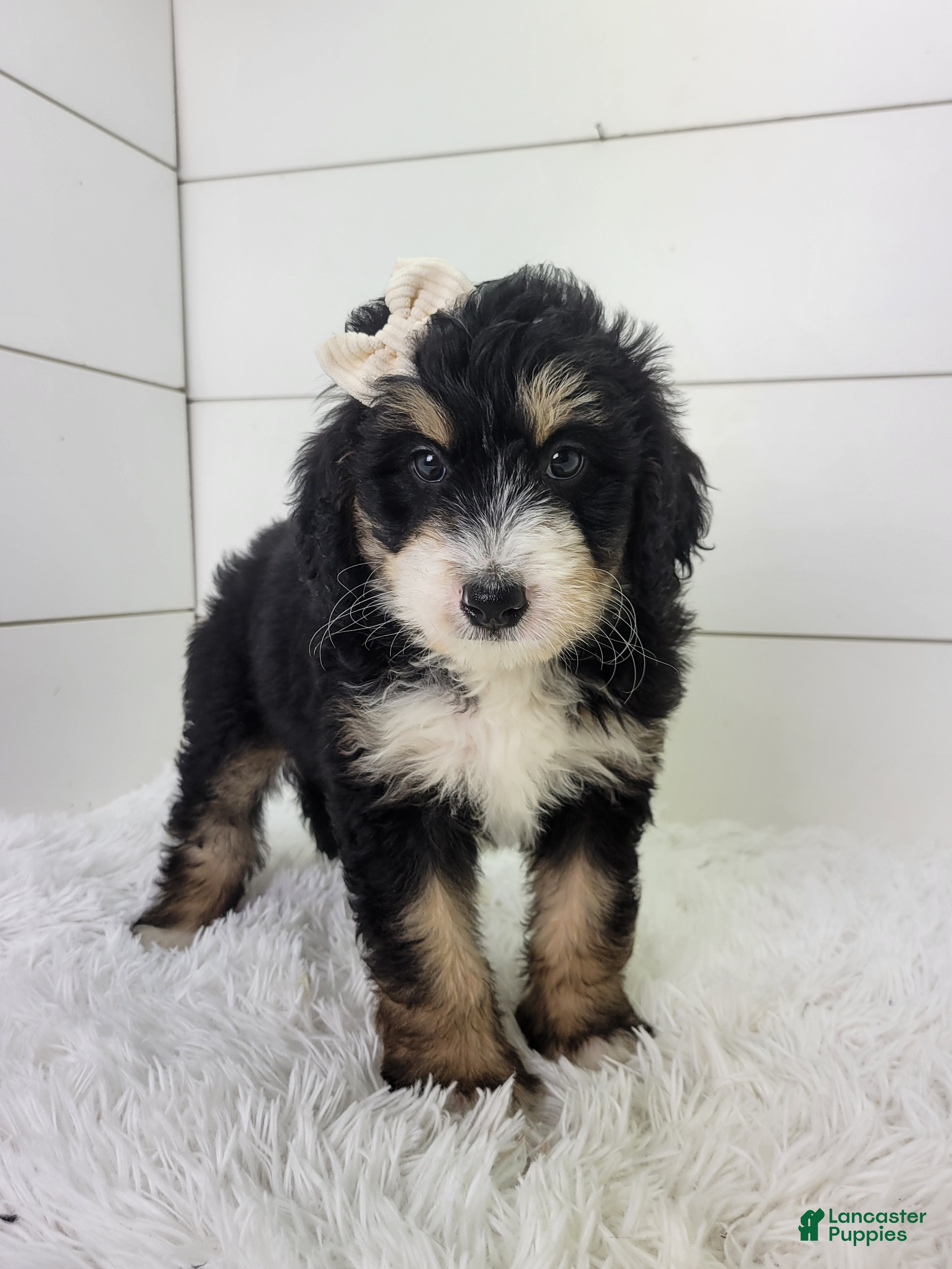 Bernedoodle dogs Brianna - Ad 2