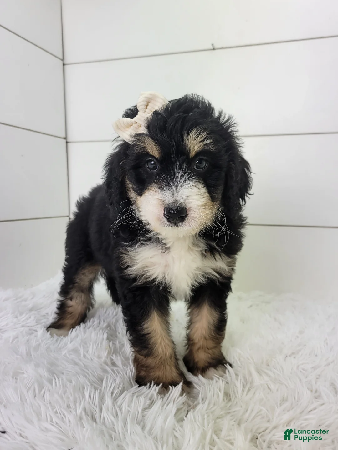 Bernedoodle dogs for sale: Brianna - Ad 2