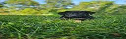 German Shepherd dogs for sale: Sally - Ad 5