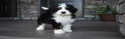 Mini Bernedoodle dogs for sale: Jester - Ad 10