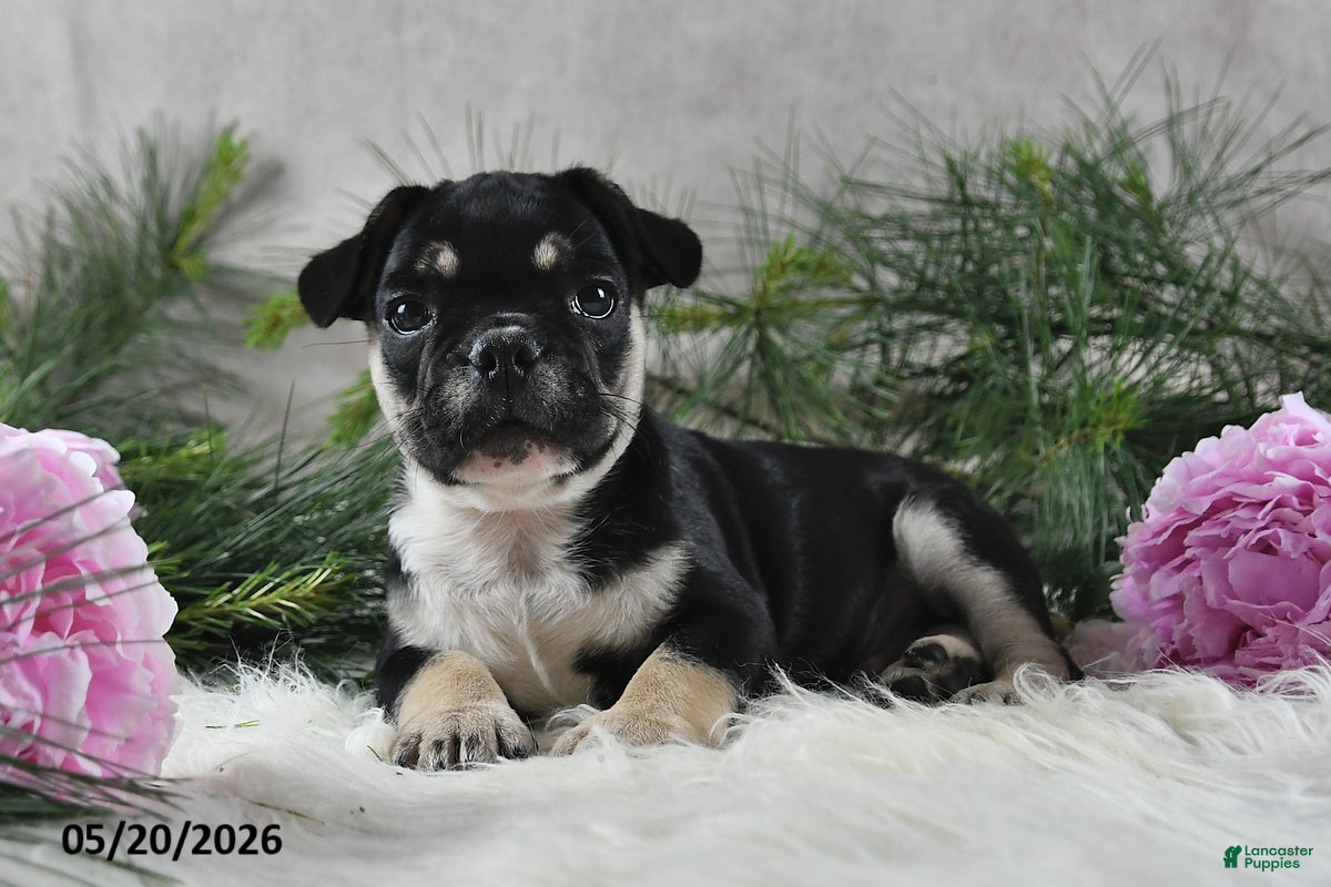 French Bulldog dogs Ike - Ad 2