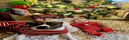 American Staffordshire Terrier dogs for sale: American Staffordshire Terrier 2 - Ad 29