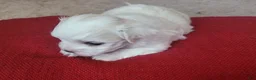 Maltese dogs for sale: Eve - Ad 4