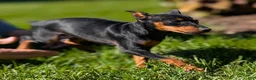 Miniature Pinscher dogs for sale: Flash - Ad 9