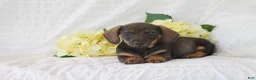 Dachshund dogs for sale: Teddy - Ad 1