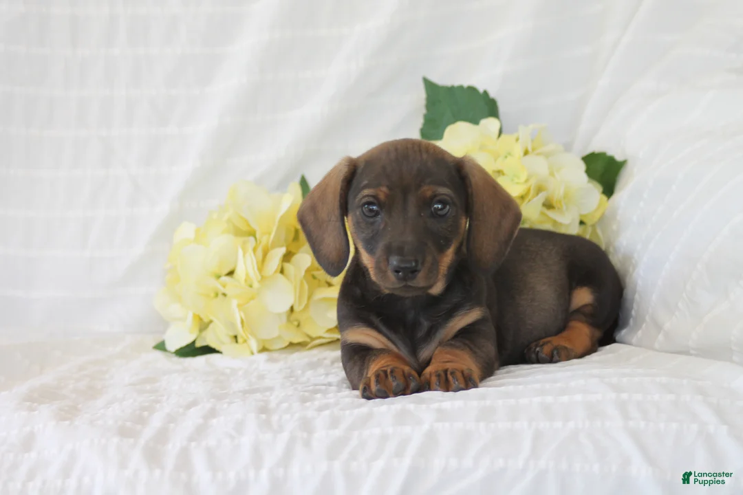 Dachshund dogs for sale: Teddy - Ad 1