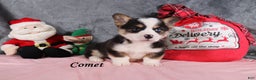 Welsh Corgi Pembroke dogs for sale: Comet - Ad 5