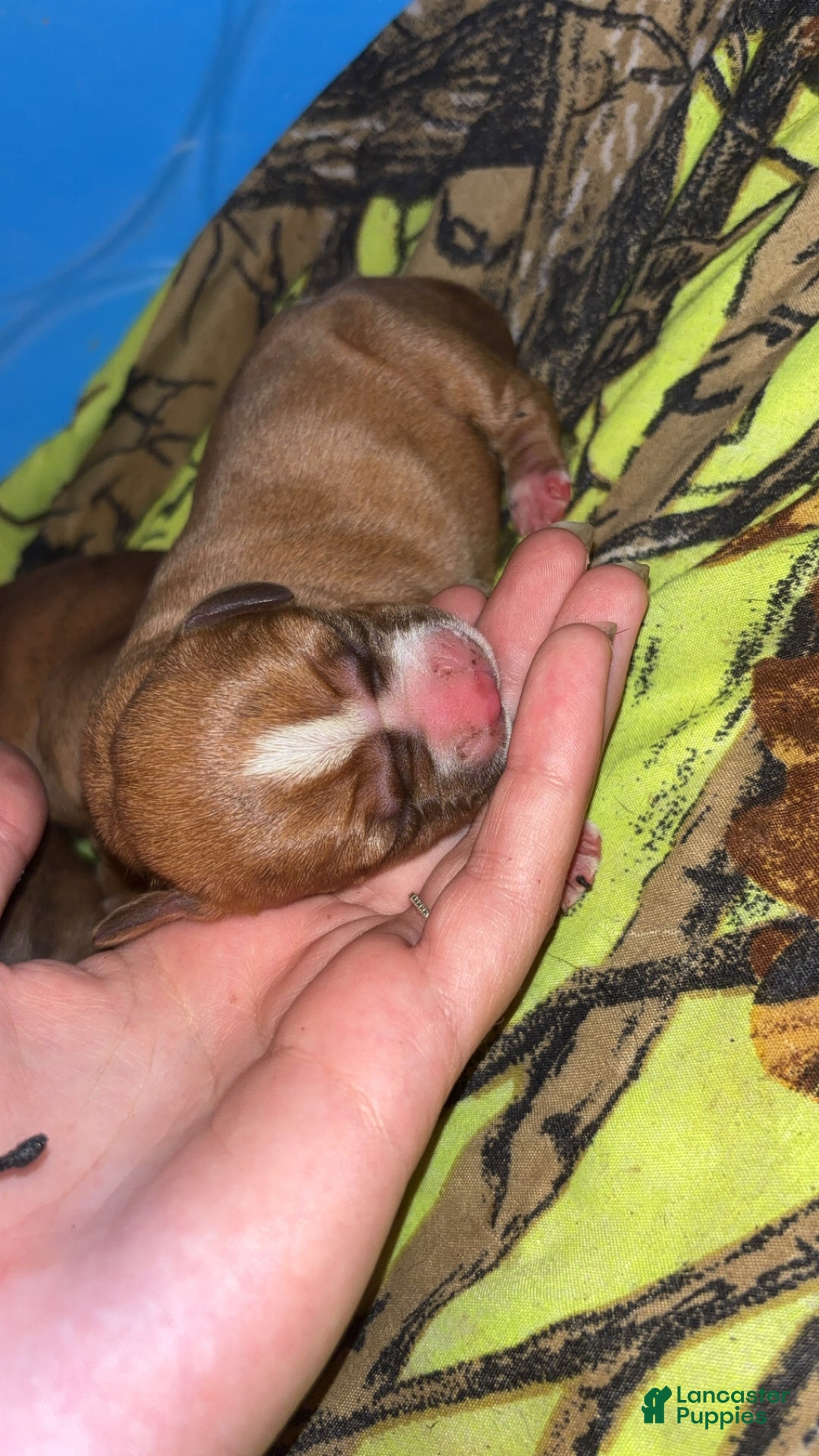 Mixed Breed dogs for sale: Little miss piglet  - Ad 4