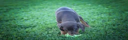 Doberman Pinscher dogs for sale: PENNY - Ad 12