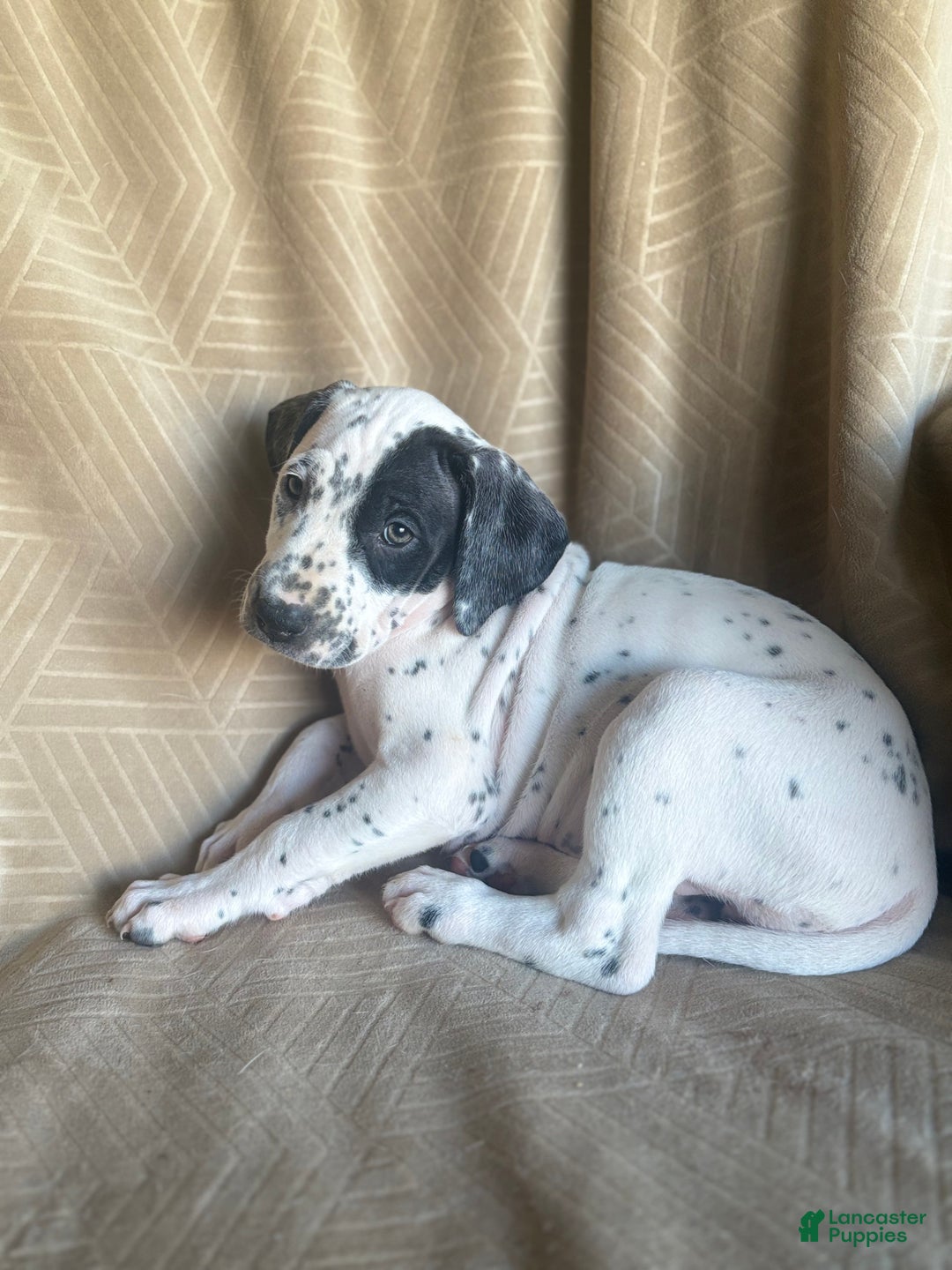 Mixed Breed dogs for sale: Roxanne - Ad 3