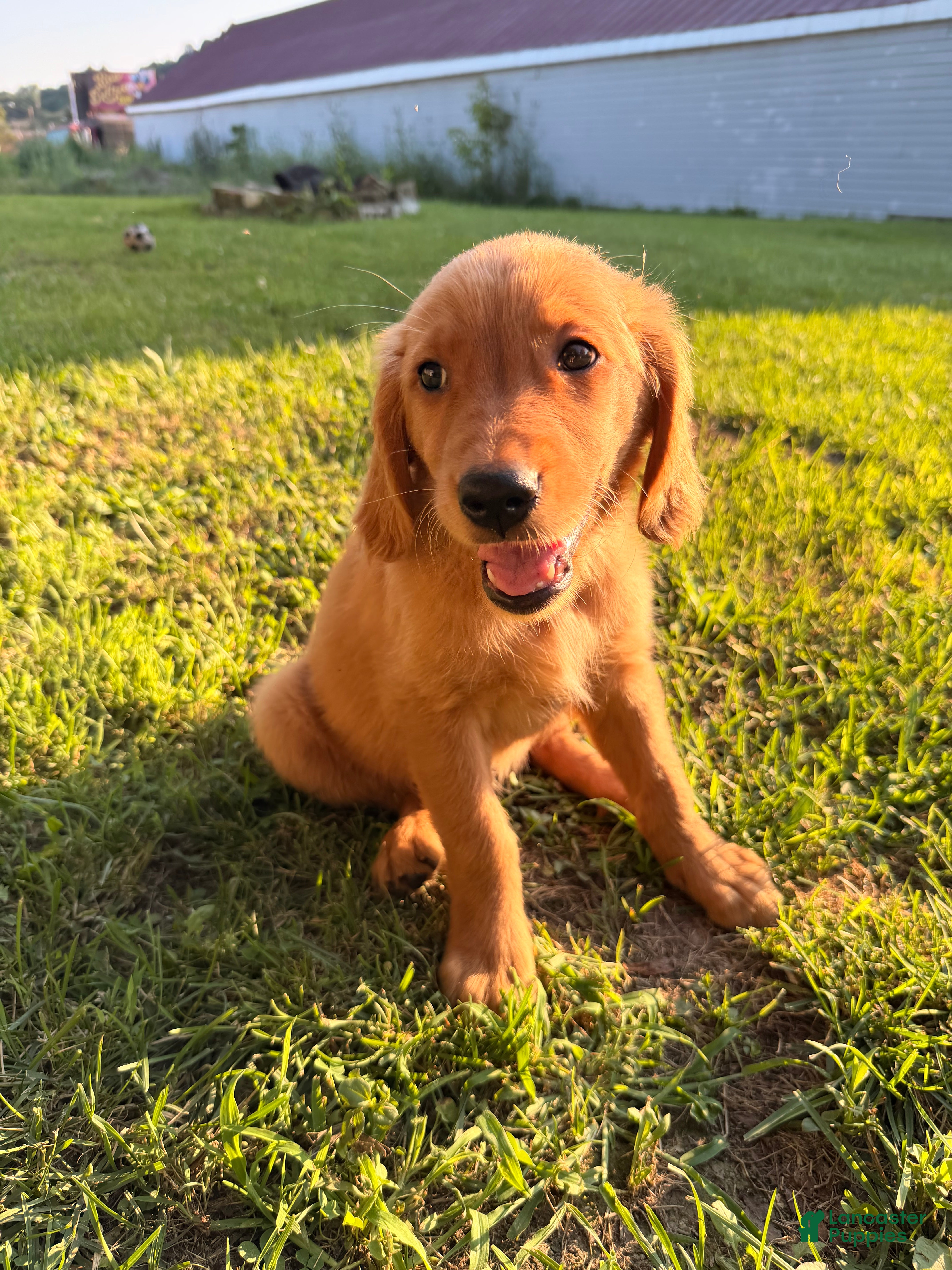 Golden Retriever dogs Rosey - Ad 1