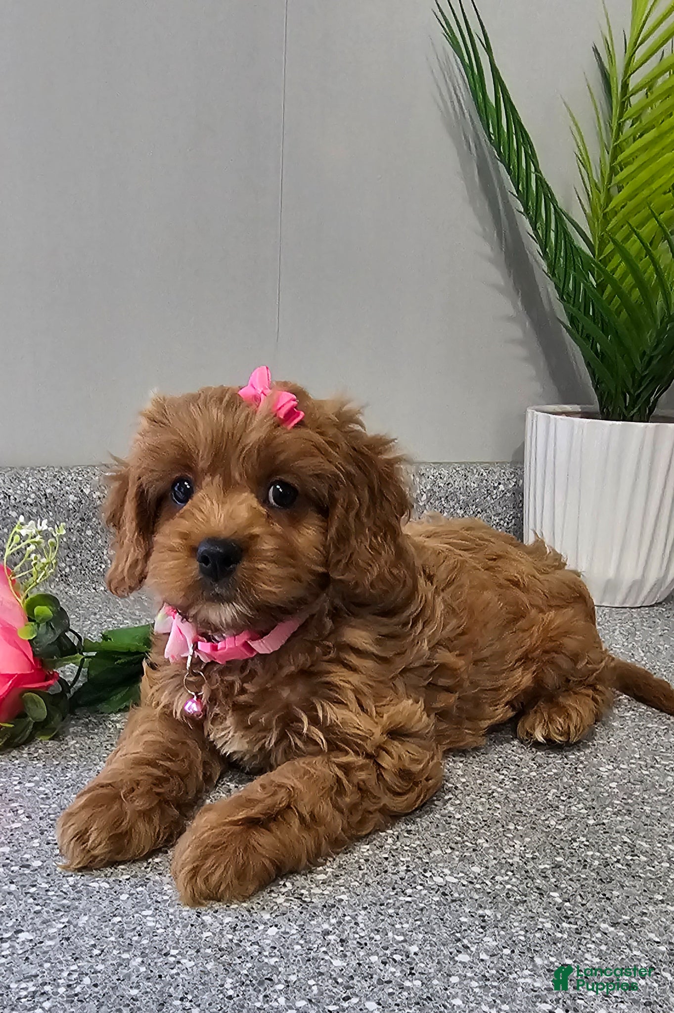 Cavapoo dogs Cavapoo Puppy 1 - Ad 2