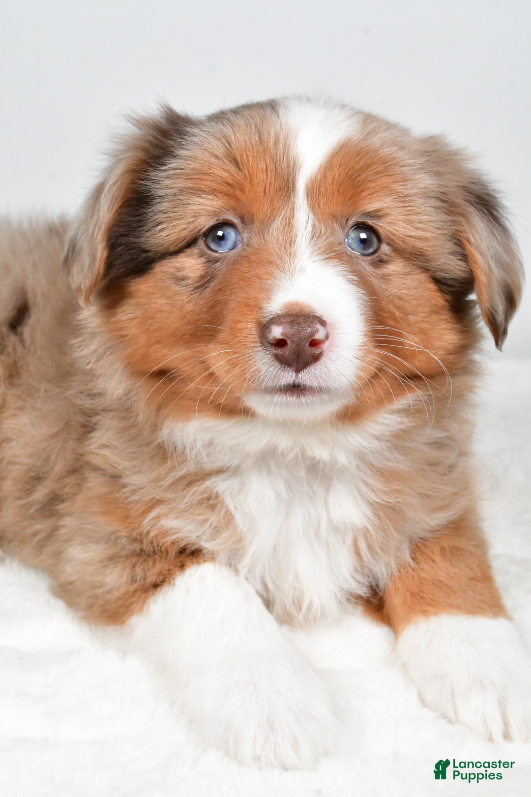 Miniature Australian Shepherd dogs for sale: Rose - Ad 4