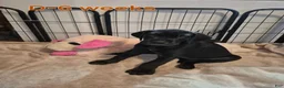Great Dane dogs for sale: Fury - Ad 16