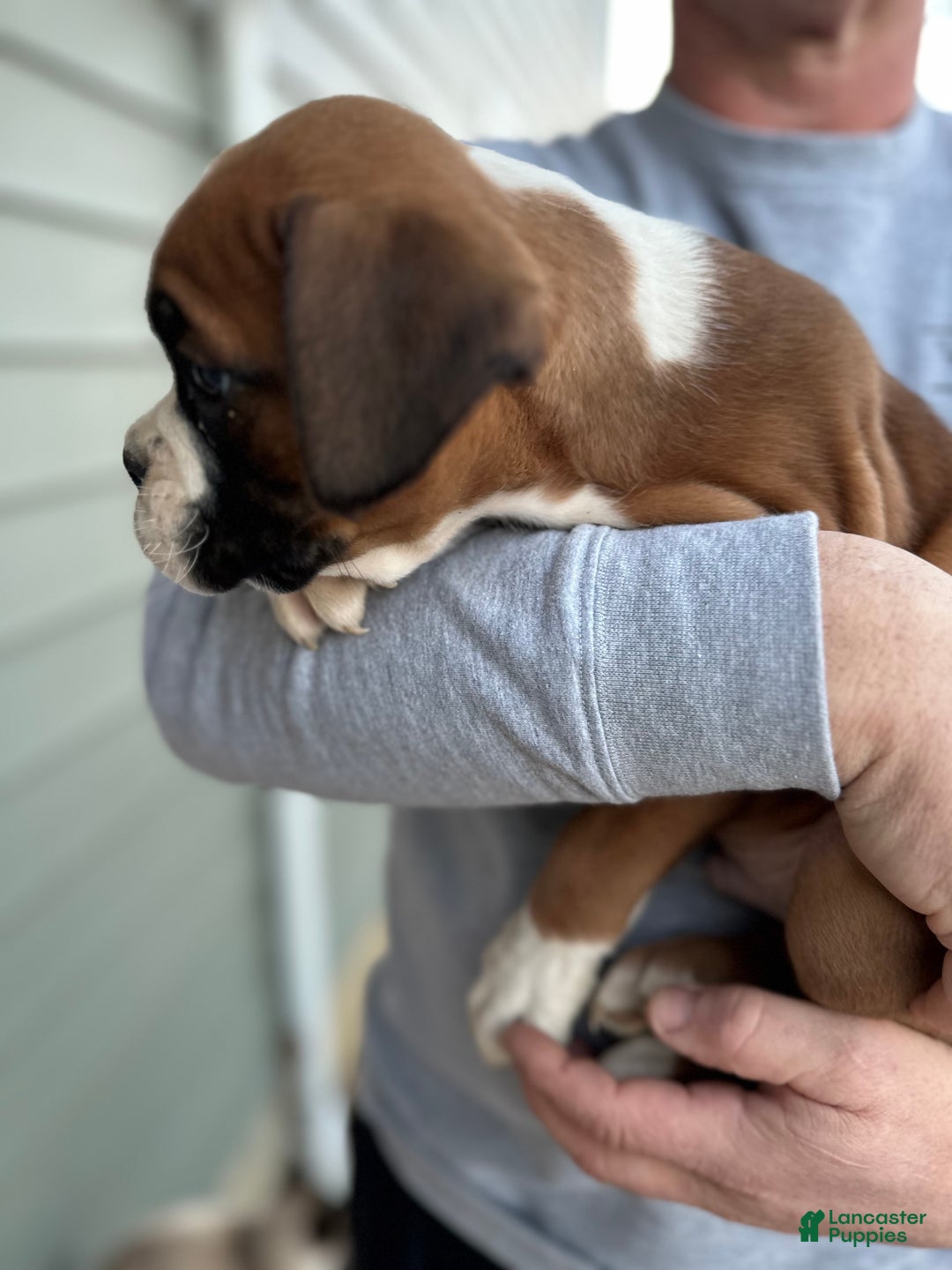 Boxer dogs for sale: Chico - Ad 2