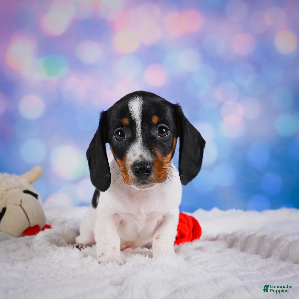 Miniature Dachshund dogs Coby - Ad 1