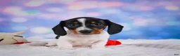 Miniature Dachshund dogs for sale: Coby - Ad 15