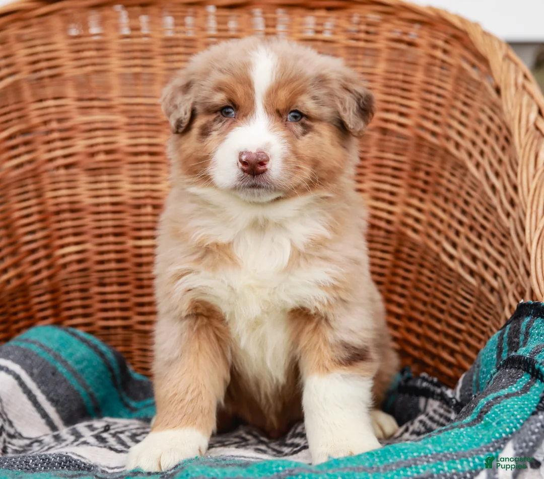 Australian Shepherd dogs for sale: Ranger - Ad 1