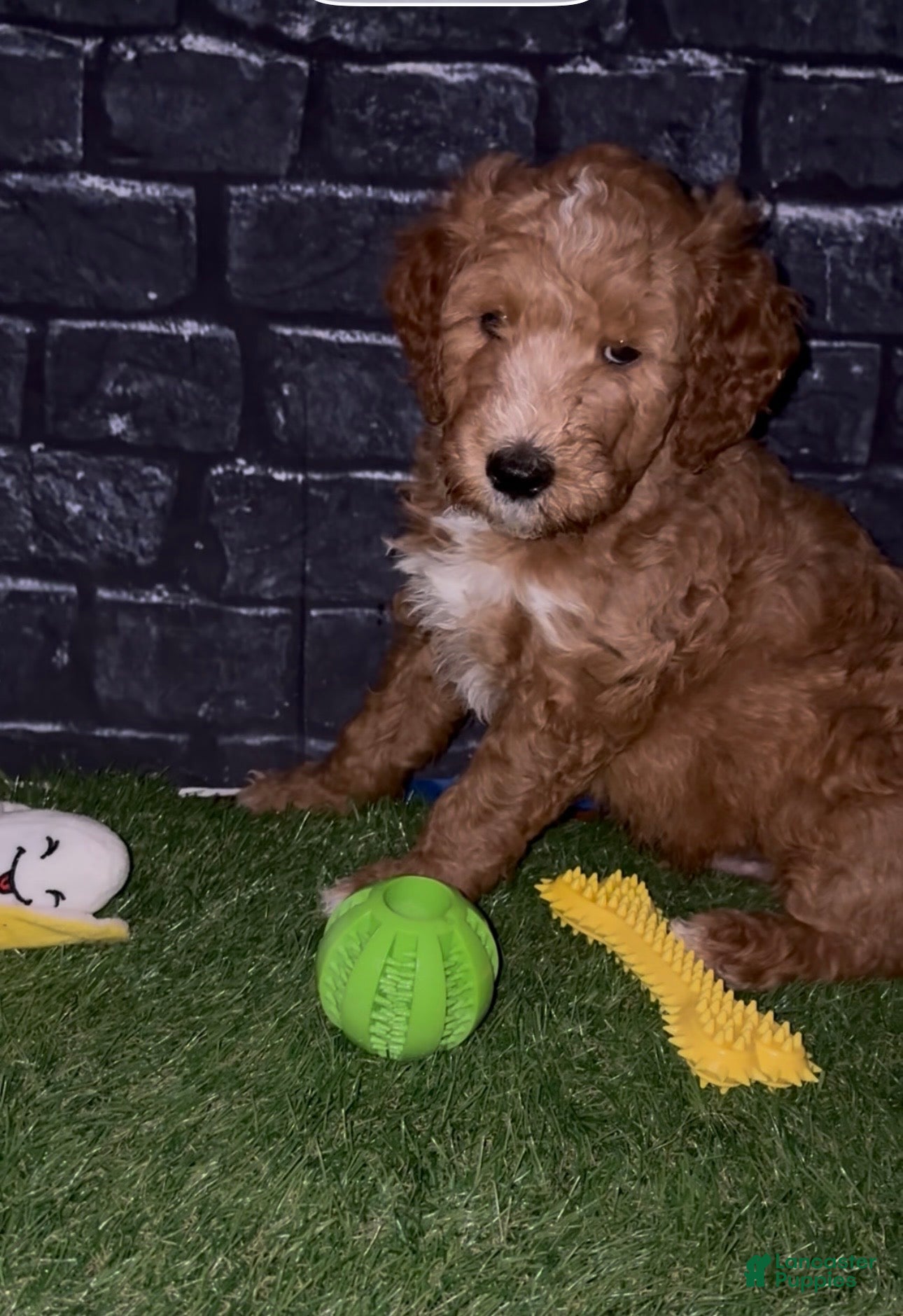 Goldendoodle dogs for sale: Turk - Ad 1
