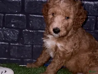 Goldendoodle dogs for sale: Turk - Ad 1