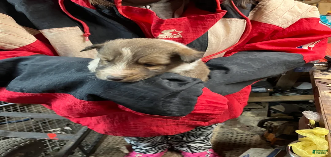 Gallery Image {{count}}