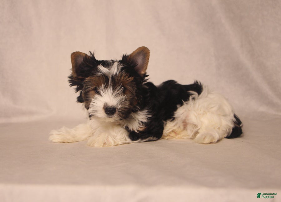 Biewer Terrier dogs Tezzy - Ad 2
