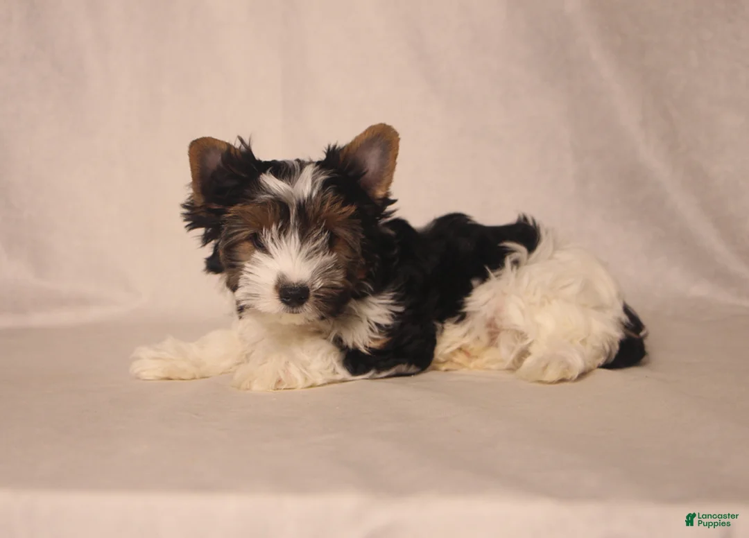 Biewer Terrier dogs for sale: Tezzy - Ad 2