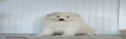 Samoyed dogs for sale: Paxton - Ad 2