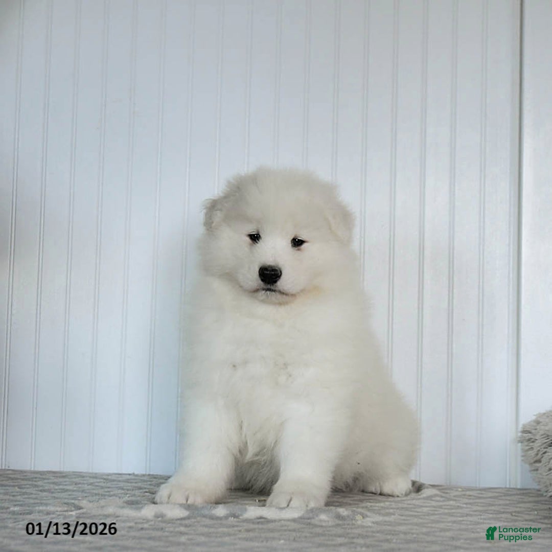 Samoyed dogs for sale: Paxton - Ad 2