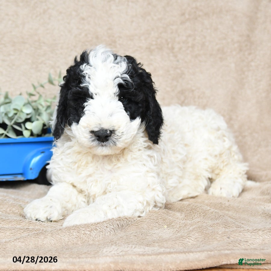 Goldendoodle dogs Oreo - Ad 1