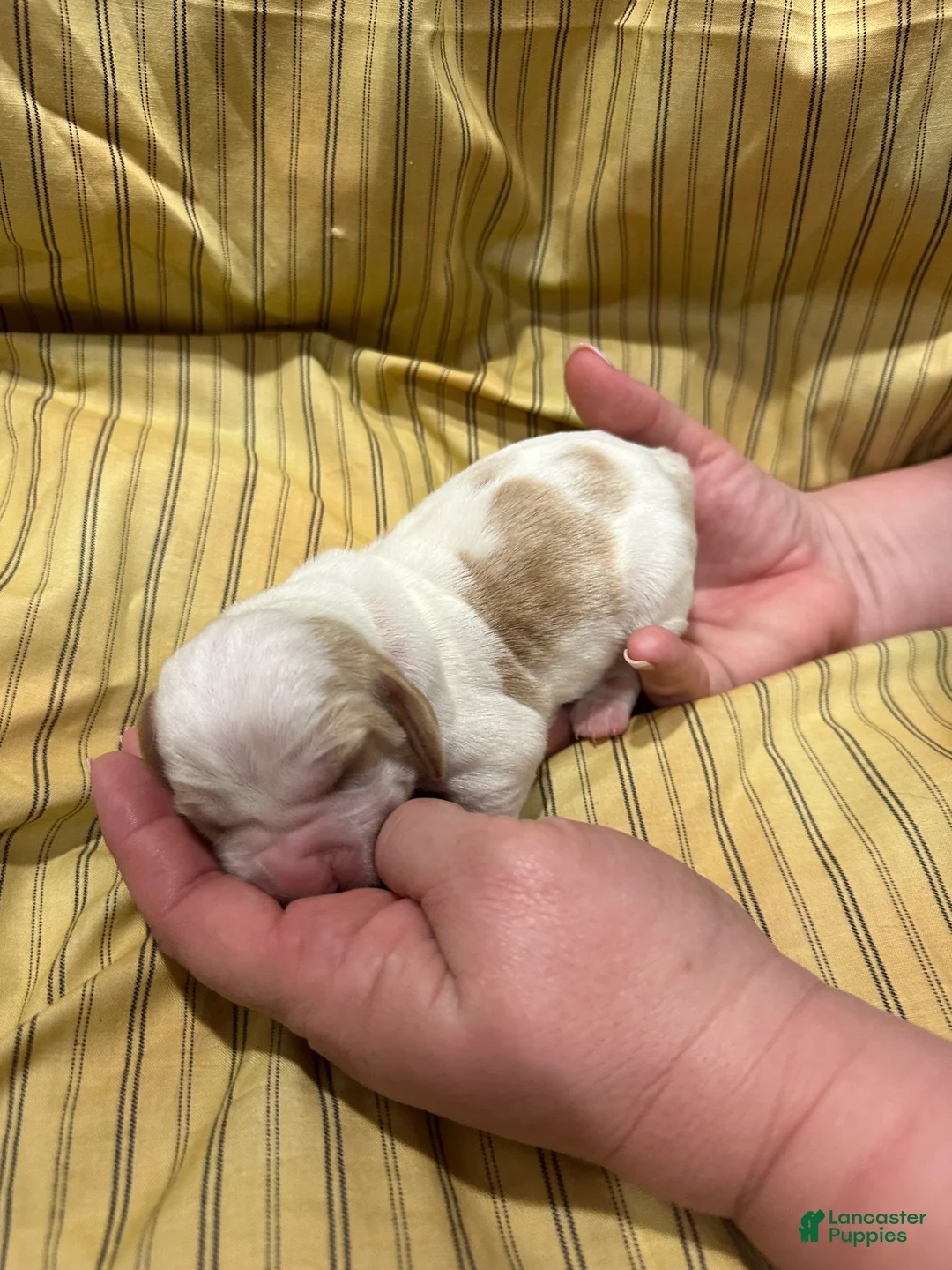 Basset Hound dogs for sale: Boy 6 - Ad 1