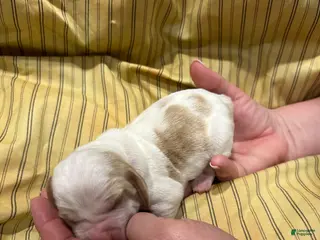 Basset Hound dogs Boy 6 - Ad 6